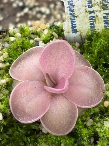 Pinguicula laueana nivalis - x,