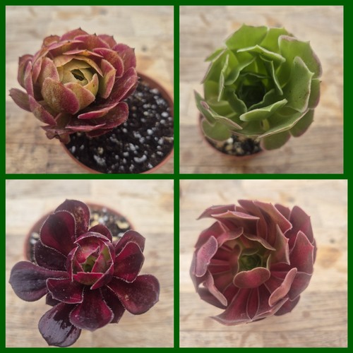 Aeonium bundle rooted - 4,