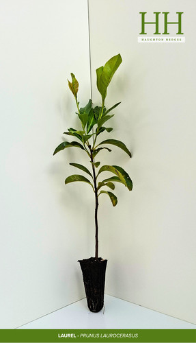 Laurel hedge plants - plants, 40cm