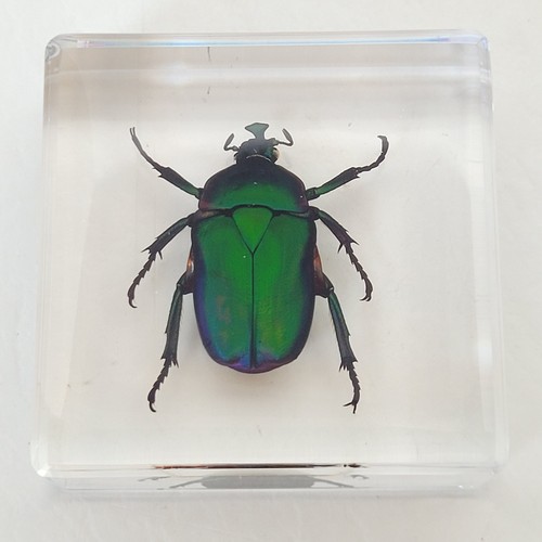 Real genuine green - real, chafer