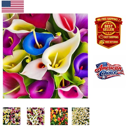 Attractive 100 calla lily - attractive,