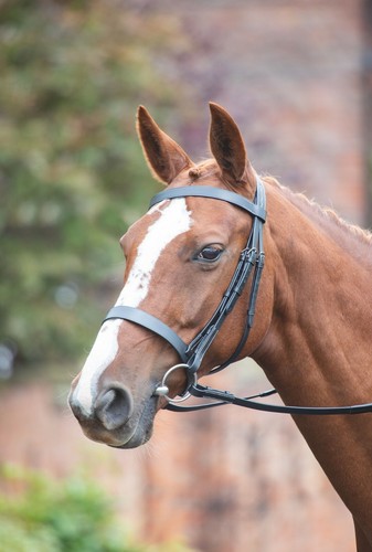 Shires avignon hunter cavesson - shires,