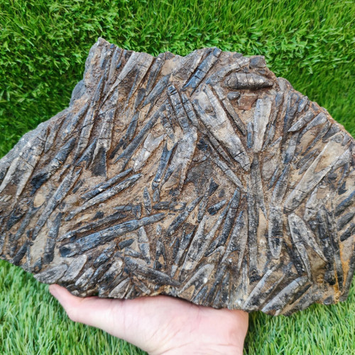 Large belemnite battlefield - large,