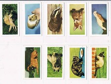 INDIVIDUAL HORNIMANS TEA PETS