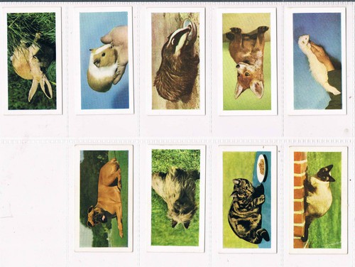 Individual hornimans tea - tea, pets