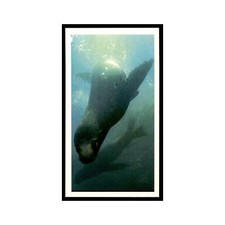 Galapagos Fur Seal 1985