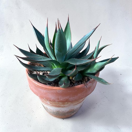 Rare variegated mangave - rare, ‘variegated’