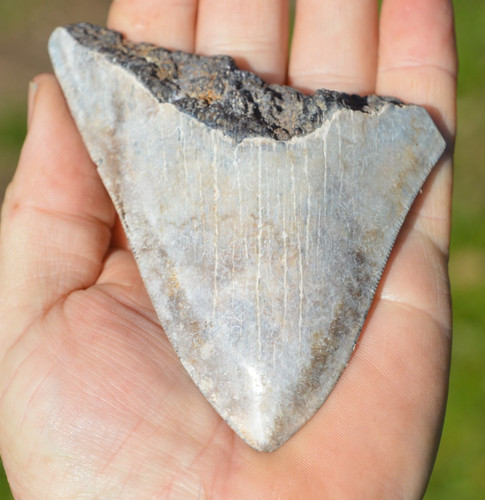 Wow genuine megalodon - ....genuine,