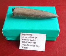 🔹 Belemnite Acrocoelites Sp Jurassic Period 190-170 MYO - Saltwick Bay, Whitby.