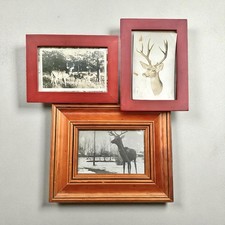 Vintage Framed Deer B&W Photo