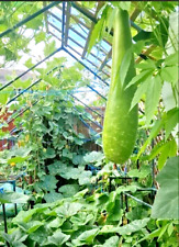 10 x F1 Hybrid Seeds - Large and long Lau; Lao; Khodu; Gourd