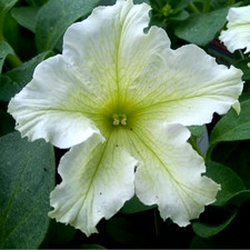 Hanging Basket Trailing