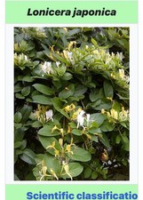 5 Yellow WINTER HONEYSUCKLE