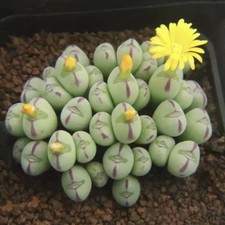 5CM Succulent Plant Conophytum