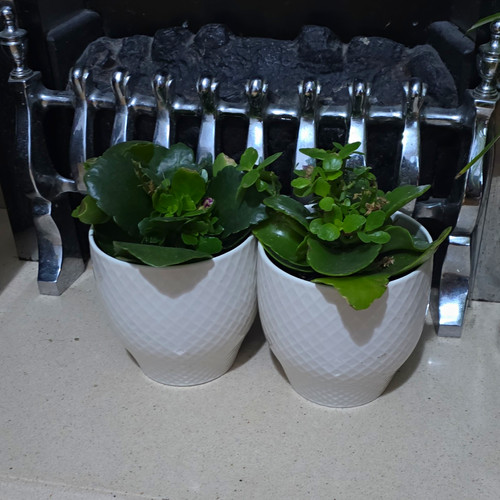 Kalanchoe flowering - 2x,