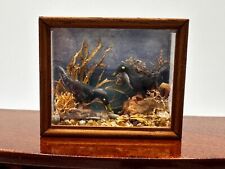 Dolls house miniature 1:12 ARTISAN bird taxidermy glazed case