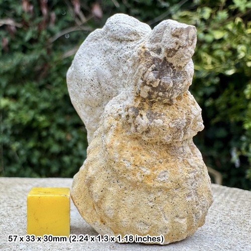 Turrilites fossil heteromorph - fossil,