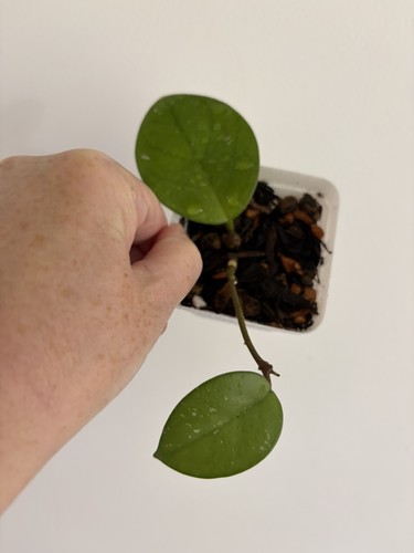 Hoya carnosa freckles - , splash