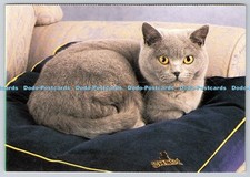 D304022 Cat Sheba The recipe of love Pedigree Petfoods Postcard