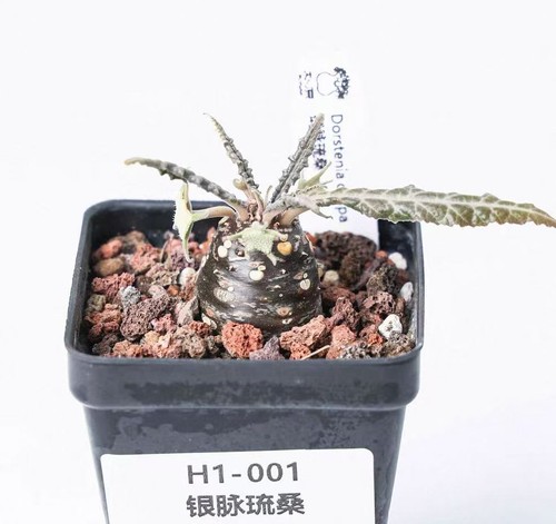 Pots 5cm rare plant - 6.5cm,