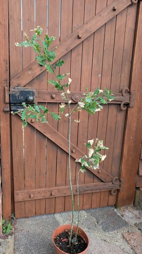 English oak tree - english,
