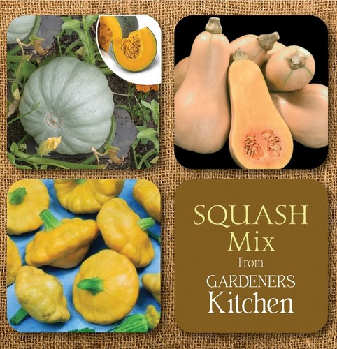 Squash plants mixed - squash, 'mixed