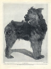 BRIARD STANDING DOG ORIGINAL DOG PRINT PAGE FROM 1934