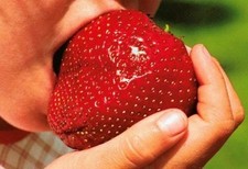 GIANT STRAWBERRY SEEDS, 50 SELECTED STRAWBERRY SEEDS, HIGH GERMINATION + FREE
