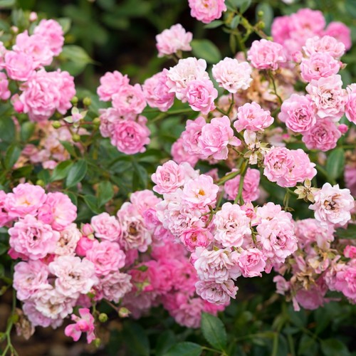 Rose bush plant - hardy, grown
