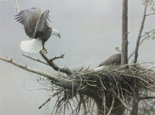 Robert Bateman -  The Return -