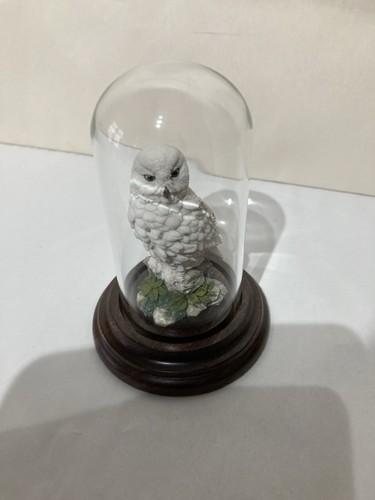 White owl under glass dome - under, on