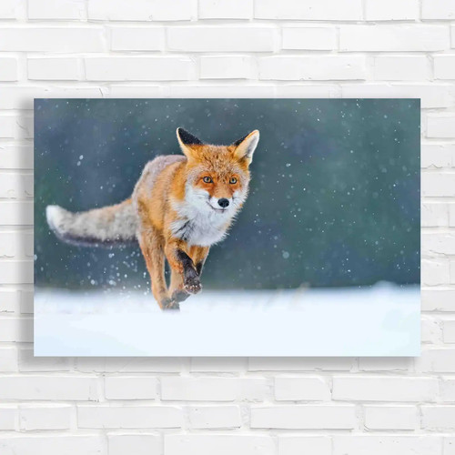 Fox hunting snow wildlife - snow,