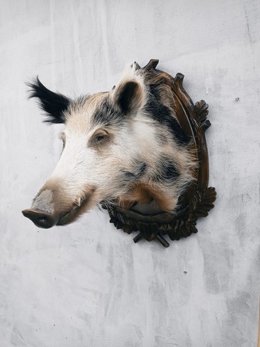 Boar taxidermy carved mask - taxidermy,