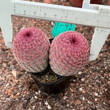 6CM Succulent Cactus Plant