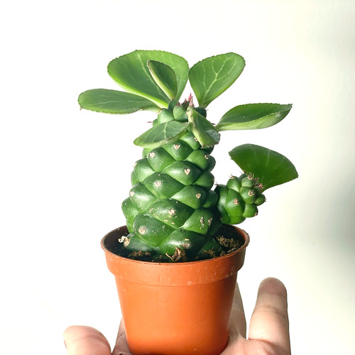 Euphorbia monadenium ritchiei - euphorbia,