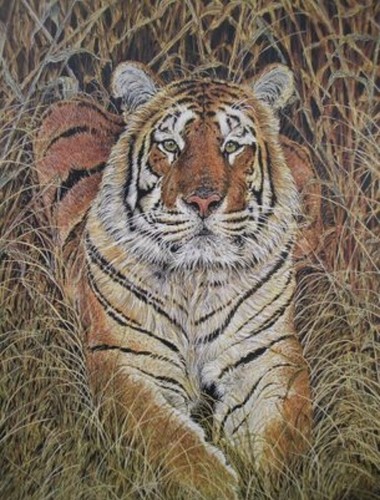 Limited edition tiger - tiger, by