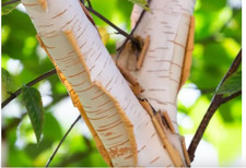 Qty 3 Silver Birch,Paper Bark  Betula Papyrifera 3 years Old Hght approx 220 cm