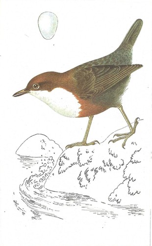Vintage bird print book - bird,