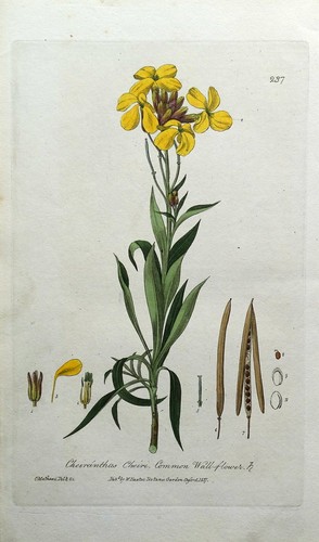 Original antique print 1837 - print,