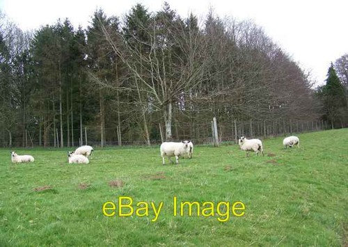 Photo 6x4 sheep manor farm - photo, sheep,