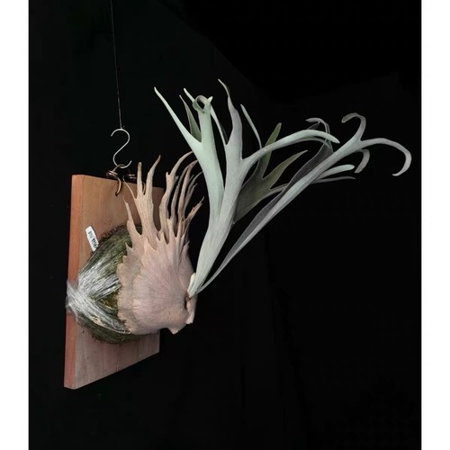 Platycerium btv rare - ‘btv’,