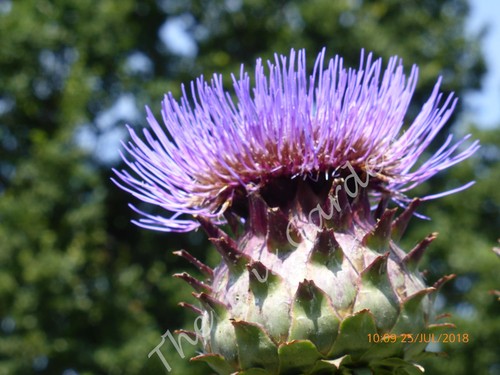 Cardoon huge spectacular - cardoon,
