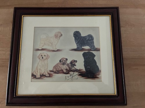Tibetan terrier signed - print,