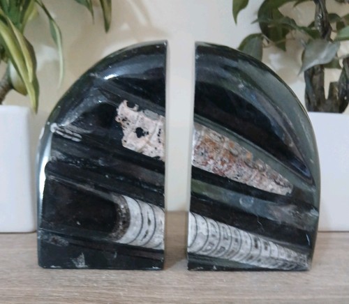 Heavy black marble orthoceras
