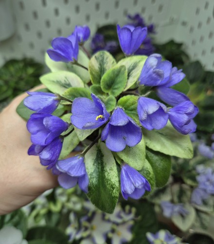 Rare miniature plant - rare,