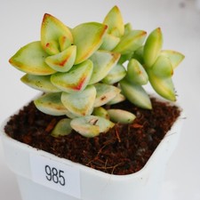 Exact Plant, Crassula