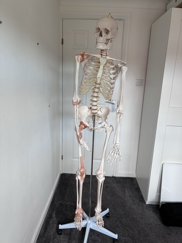 Life size skeleton - skeleton, for
