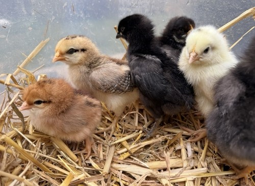 Fertile hatching chicken - fertile,