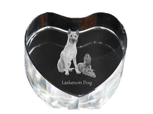Laekenois belgian shepherd dog - belgian,