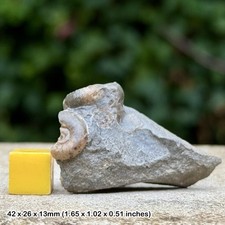 Cymbites Calcite Ammonite